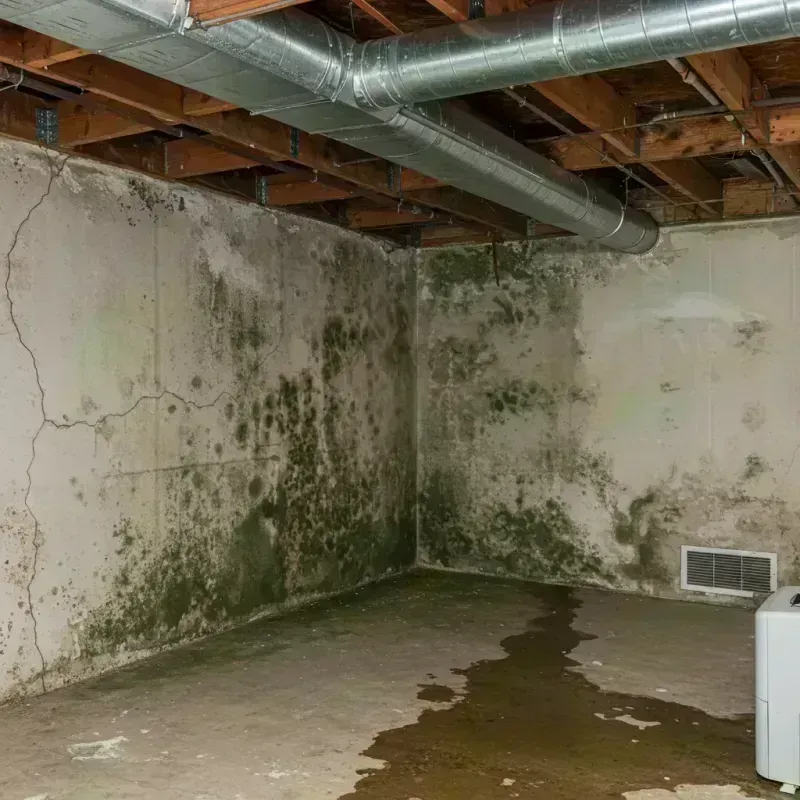 Professional Mold Removal in Pinch, WV